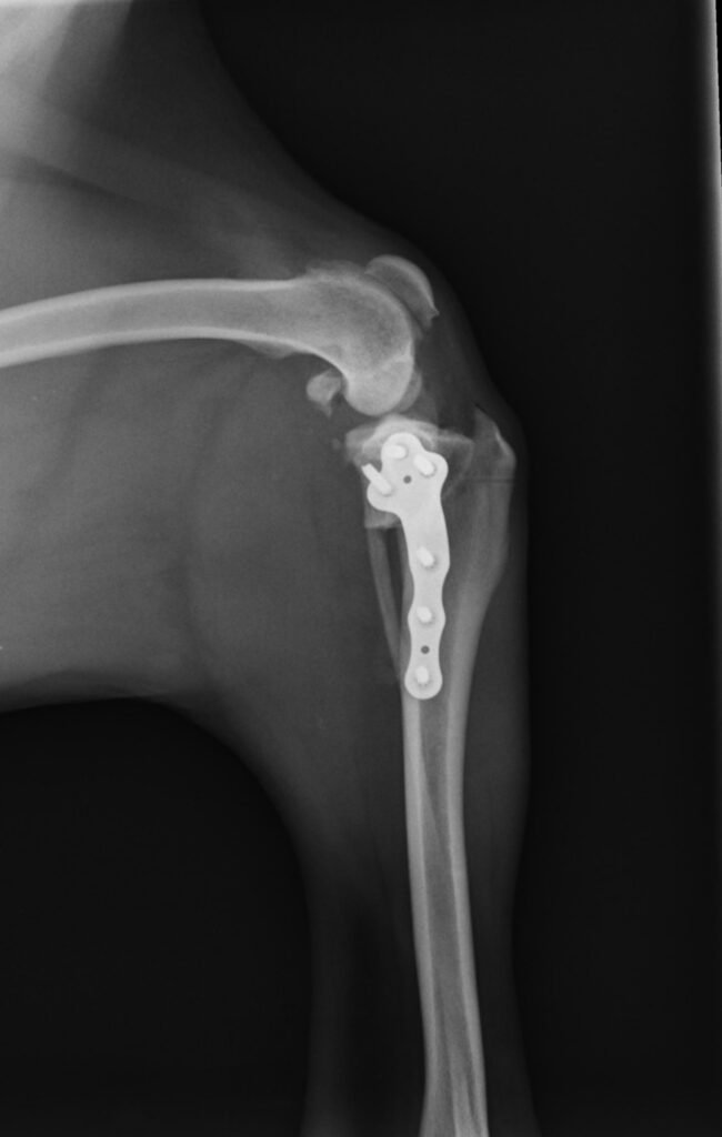 Radiografía postoperatoria de la rodilla de Lucas tras la TPLO, con la placa de osteotomía