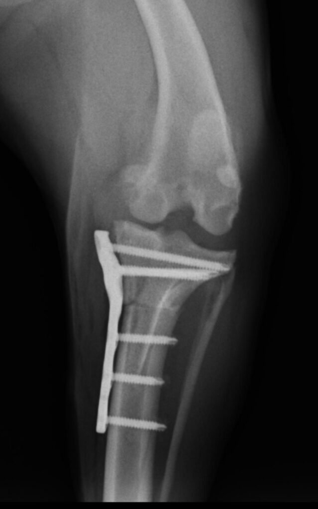 Radiografía postoperatoria de la TPLO en Lucas, proyección lateral