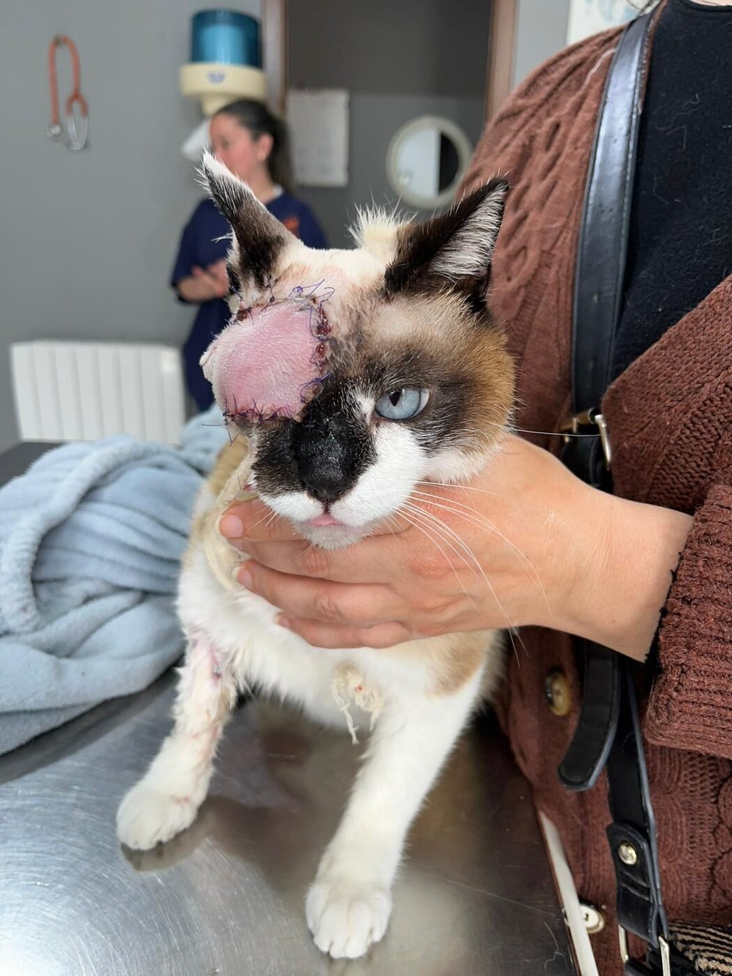 Evolución postoperatoria del colgajo de reconstrucción periocular en el gato