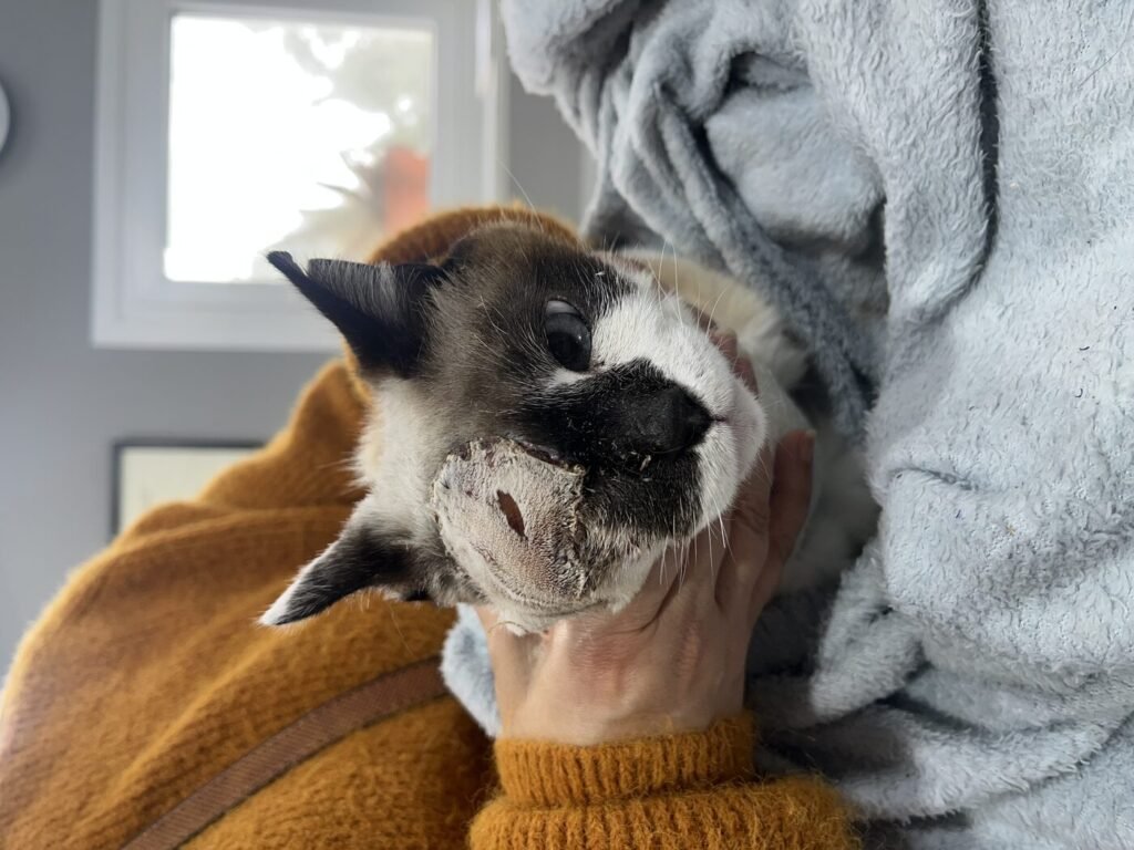 Cicatrización del colgajo periocular varias semanas después de la cirugía