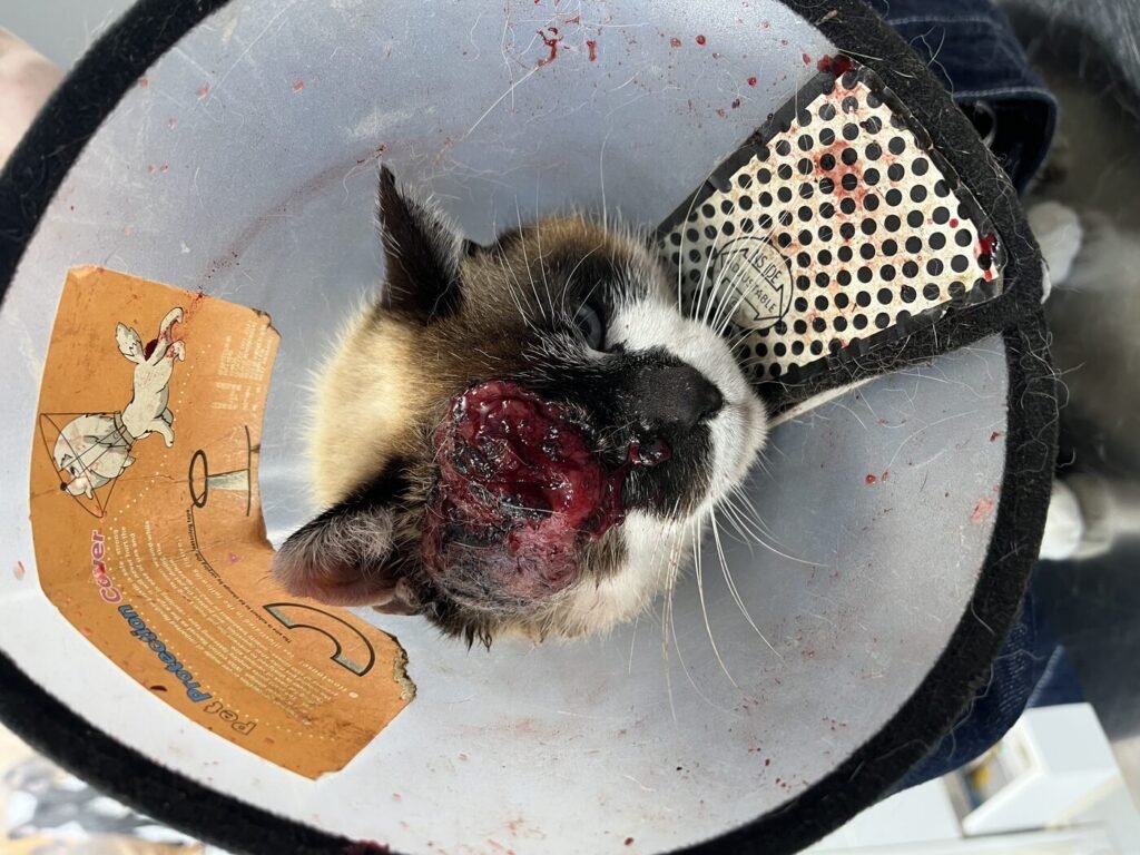Carcinoma de células escamosas en la región periocular de un gato, antes de la exéresis quirúrgica