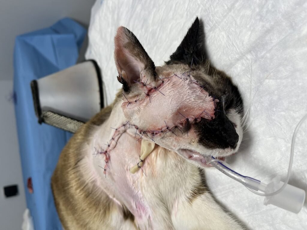 Colgajo axial de la arteria auricular caudal recién suturado tras la exéresis del carcinoma