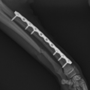 Caso clínico: Fractura bilateral de radio y cúbito en una Pinscher miniatura