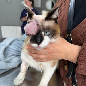 Evolución postoperatoria del colgajo de reconstrucción periocular en el gato