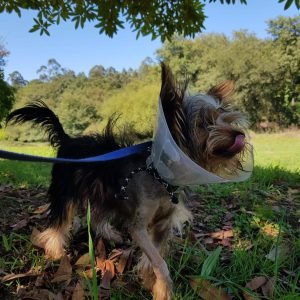 Fractura de codo en un cachorro: el caso de Michu, nuestro pequeño Yorkshire de Ribadumia